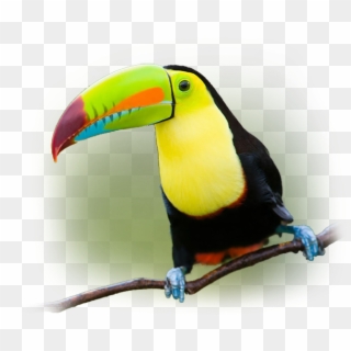 One Can Clearly See That The South Pacific Part Of - Toucan, HD Png Download