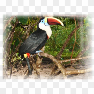 Tucan, HD Png Download