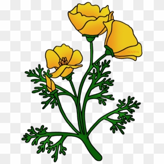 Picture Freeuse Library Poppy Clipart Golden - California Poppy Clip Art, HD Png Download