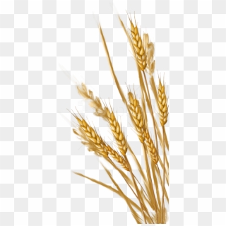 Download Wheat Png Images Background - Transparent Background Wheat Clipart, Png Download