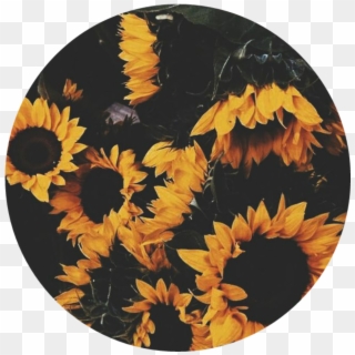 Girasol Girasoles Girasoles🌻 Flores Happy Circle , - Aesthetic Backgrounds Yellow, HD Png Download