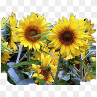 Girasoles Sticker - Sunflower, HD Png Download