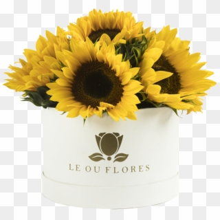 Cilindro 10 Girasoles - Sunflower, HD Png Download