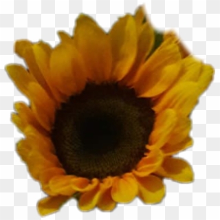 #sunflower #girassol #🌻 #girasoles - Sunflower, HD Png Download