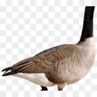 Clipart Wallpaper Blink - Goose With Transparent Background, HD Png Download