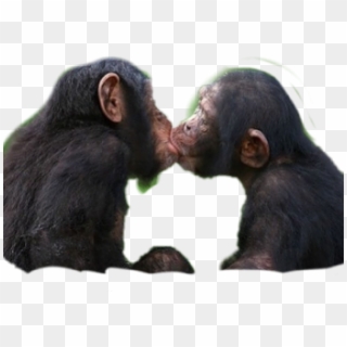 Freetoedit Love Rikarxfin83 Picsart Scmonkey - Apes Kissing, HD Png Download