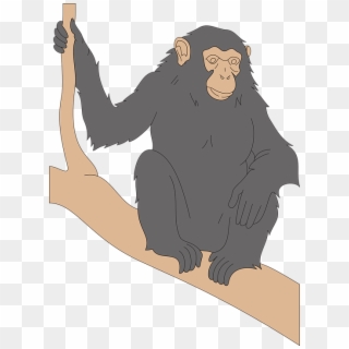 Chimp Black Branch Looking Watching Chimpanzee - Chimpanzee House Vector, HD Png Download
