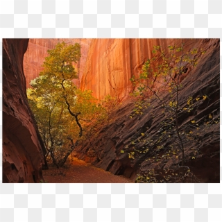 Dancing In The Canyon Ii - Maple, HD Png Download
