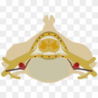 Spinal Cord Png , Png Download - Spinal Cord, Transparent Png