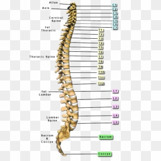 Function Below The Level Of Spinal Cord Injury Will - Spine Names Of Vertebrae, HD Png Download