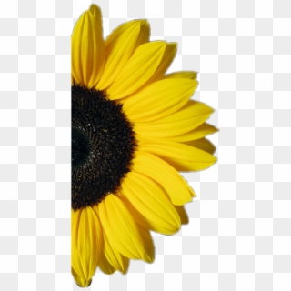 Download #sunflower #half #flower #yellow - Sunflower On White ...