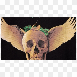 Skull, HD Png Download