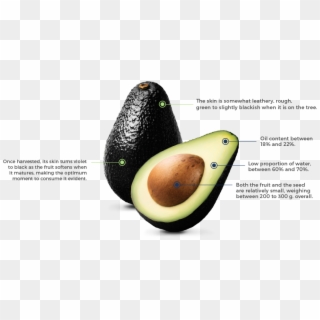 Hass Avocado The Fruit Of Our Land - Avocado, HD Png Download