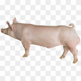 Yorkshire Wym-325 - Yorkshire Pig, HD Png Download