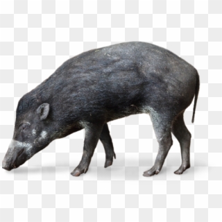 Visayan Warty Pig - Visaya Pustelschwein, HD Png Download