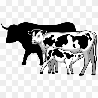 Calves, Dairy, & Beef - Cow With Calf Black And White, HD Png Download
