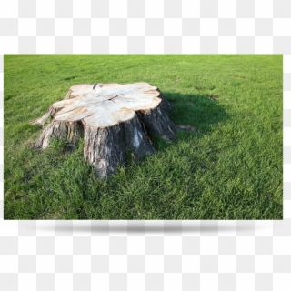 Tree Stump - Oak Tree Stump, HD Png Download