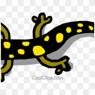Amphibian Clipart Spotted Salamander - Amphibians That Are Vertebrates, HD Png Download