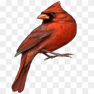 #mq #red #bird #birds - Northern Cardinal, HD Png Download