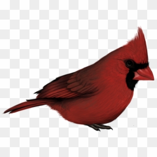 Cardinal-png 92029 - Cardinal With Transparent Background, Png Download