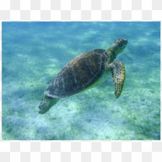Turtle Snorkel Tour Cancun Akumal 5 - Hawksbill Sea Turtle, HD Png Download