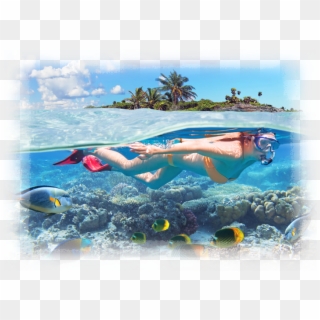 Soak It All In - Tropical Snorkeling, HD Png Download
