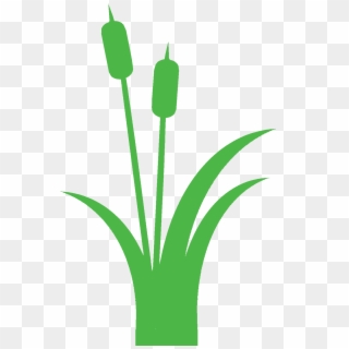 Green Cattails Clipart, HD Png Download