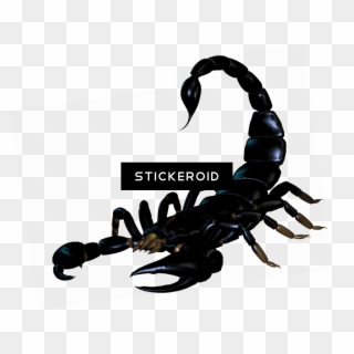 Scorpion Tattoo Silhouette Insects Scorpions - Скорпион Пнг, HD Png Download