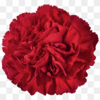 Flowers - Red Transparent Carnation Png Carnation, Png Download