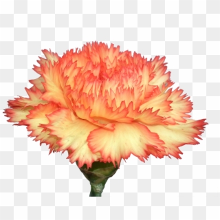 Carnation Flowers Png Photo Background - Yellow And Orange Carnations, Transparent Png