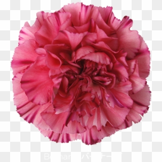 Colibri Flowers Carnation Bernard, Grower Of Carnations, - Carnation, HD Png Download