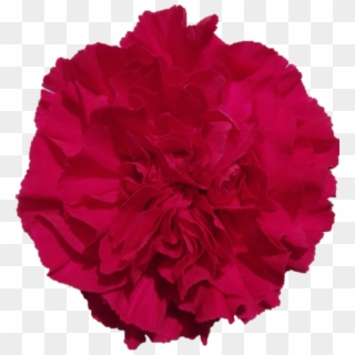 Mandalay - Carnation - Carnation, HD Png Download