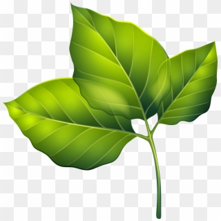 Three Green Leaves Png Clipart Image - Three Green Leaves, Transparent Png
