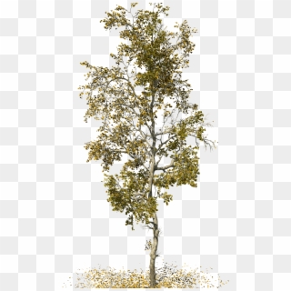 Forest - Sycamore Tree Transparent, HD Png Download