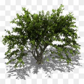 Preview - Tree Isometric View Png, Transparent Png