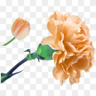 Clip Freeuse Download Flower Bouquet Floristry Artificial - Single Carnation Flower, HD Png Download