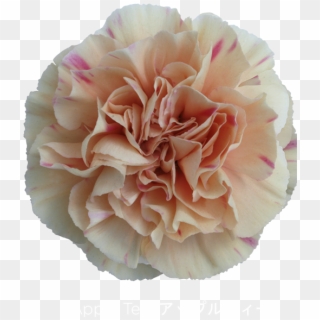 Colibri Flowers Carnation Appletea, Grower Of Carnations, - Carnation Apple Tea, HD Png Download