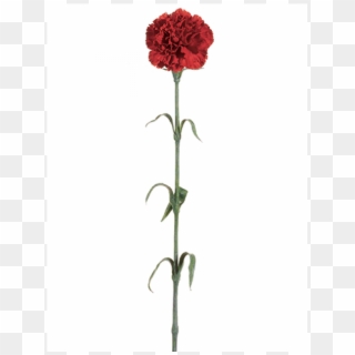 27 Carnation Spray X1 Red - Cockscomb, HD Png Download