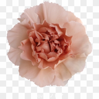 Colibri Flowers Carnation Novia, Grower Of Carnations, - Carnation Novia, HD Png Download