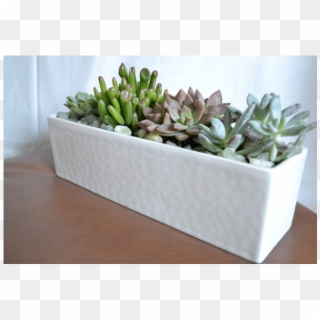 Modern Succulents, HD Png Download