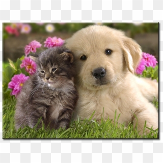 Cat Kitten Puppy Dog - Puppy En Kitten, HD Png Download