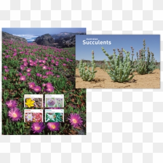 Australian Succulents Stamp Pack - Dorotheanthus Bellidiformis, HD Png Download