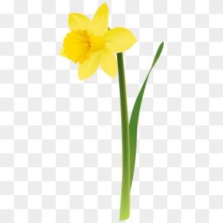 Spring Yellow Daffodil Png Clipart - Transparent Background Jonquil Png, Png Download