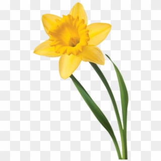 Single Daffodil, HD Png Download