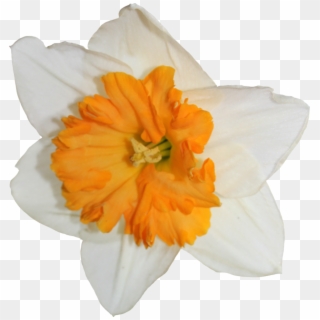 Daffodil Transparent Image - Narcissus, HD Png Download
