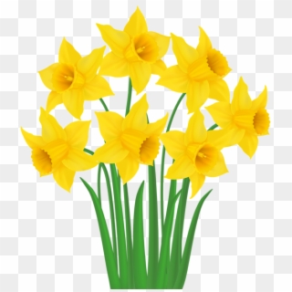 Yellow Daffodils Png Transparent Clip Art Image - Transparent Background Daffodils Clipart, Png Download