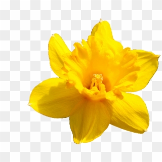 Daffodil Flower Png Pic - Daffodil Png, Transparent Png
