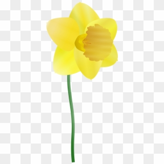 555 X 1248 2 - Daffodil Clipart, HD Png Download