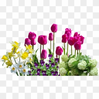Spring, Daffodils, Tulips, Spring Flowers, Hydrangeas - Png Tulips Spring Flower Png, Transparent Png