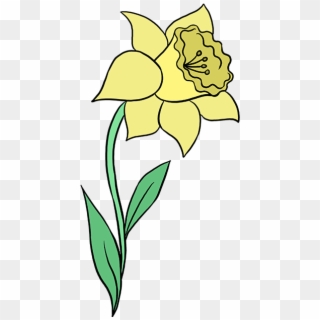 680 X 678 5 - Drawing Daffodil, HD Png Download